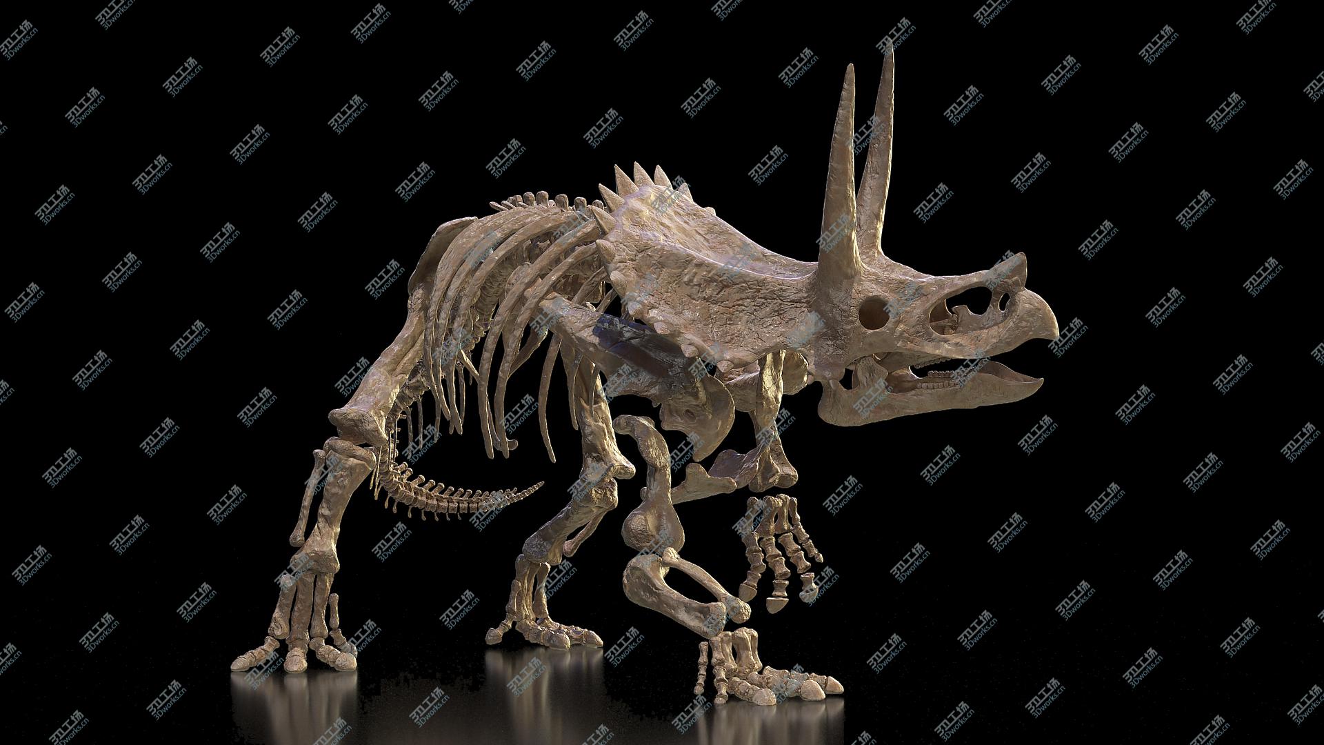 images/goods_img/202104093/3D Triceratops Skeleton Fossil Rigged/1.jpg